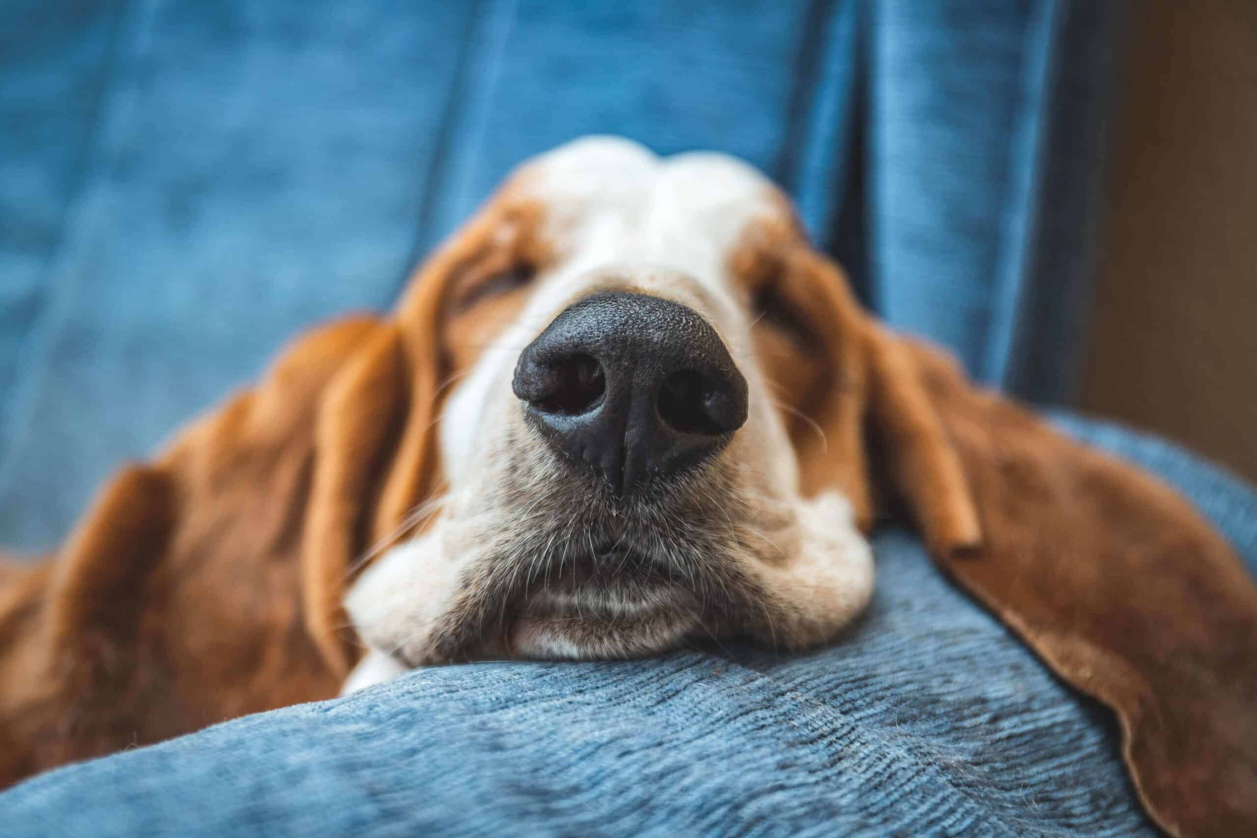 https://hangingwithhounds.ca/wp-content/uploads/2023/02/Basset-hound-asleep-on-the-sofa-sml-scaled.jpeg